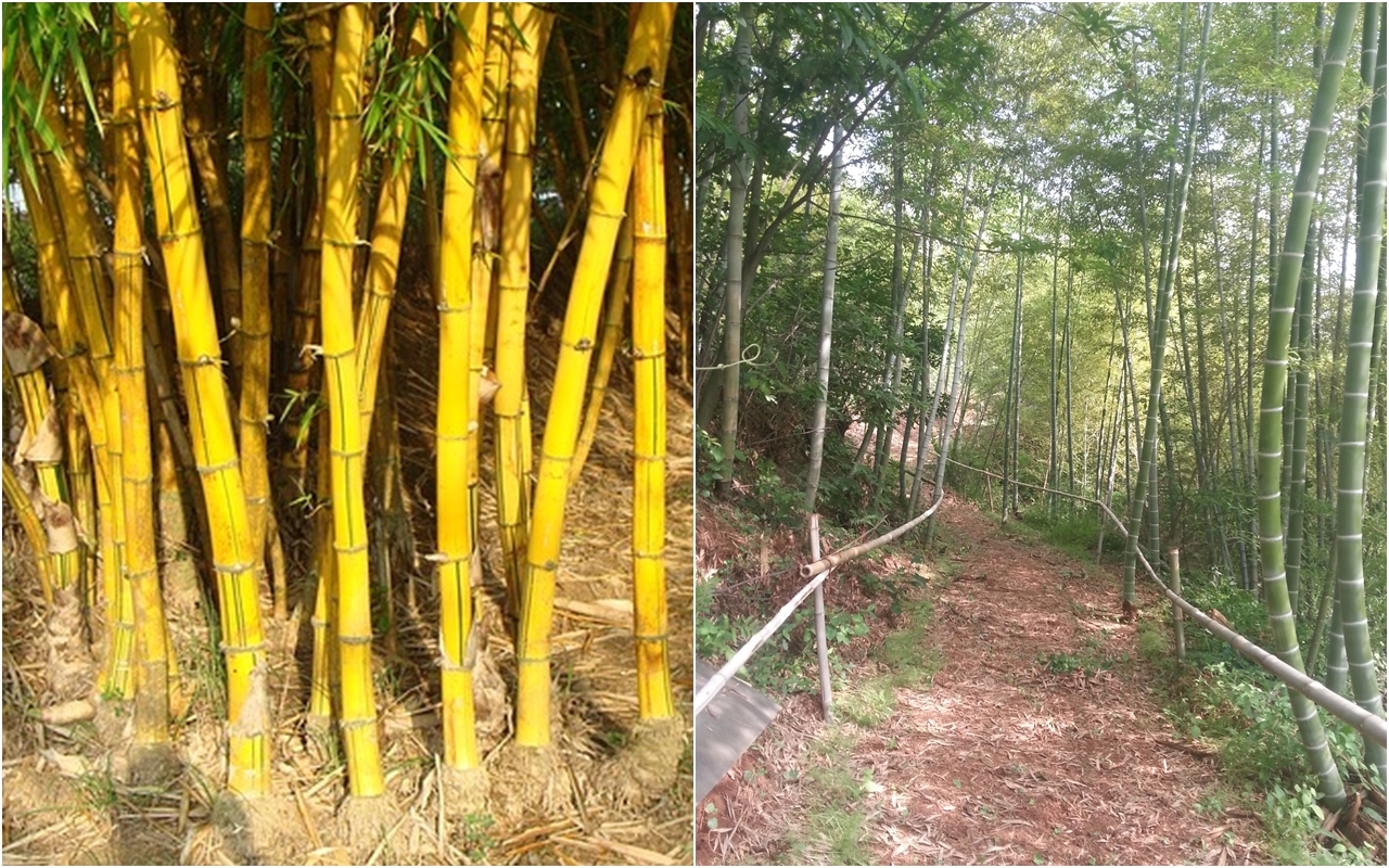 사진 왼쪽이 'Bambusa vulgaris', 오른쪽이 'Phyllostachys Bambusoides'. 사진=픽사베이