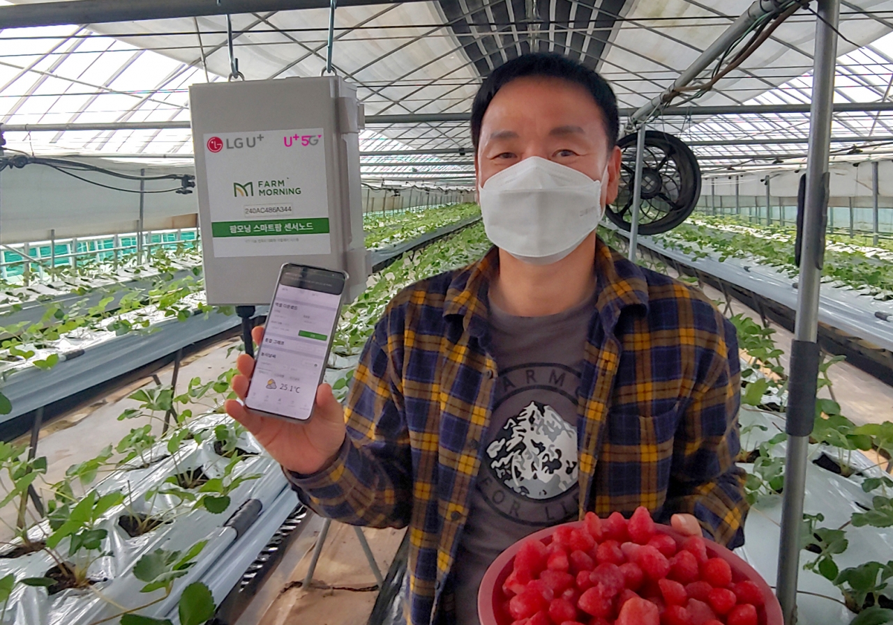 스마트팜 서비스가 설치된 속초시 한 딸기 농가에서 농장주가 스마트폰의 원격관제 화면을 보여주는 모습. 사진=LG유플러스