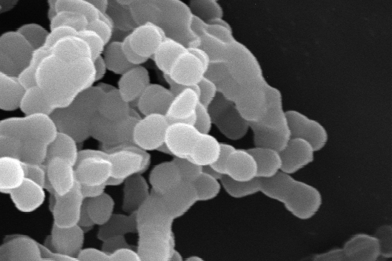 아모레퍼시픽이 독자 발견한 녹차유산균주(Lactobacillus plantarum APsulloc 331261)가 미국 식품의약국(FDA)의 신규 건강식품 원료(NDI)로 등재됐다. 사진=아모레퍼시픽