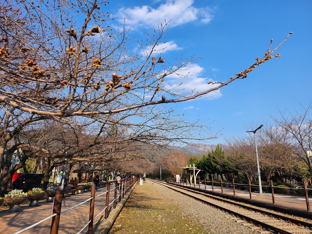 경화역 공원에 벚꽃이 아직 피지않은 모습. 사진=박대성 기자